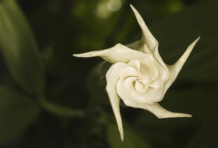 datura view from below
