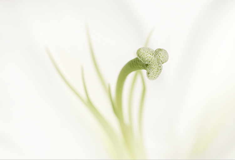 white plains orchids 2019